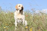 LABRADOR 405